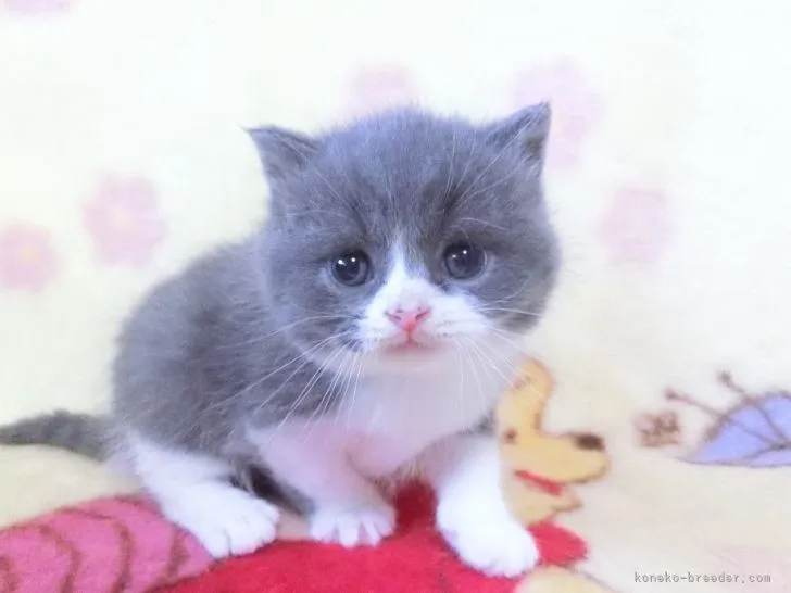 ID：2202-01004の子猫