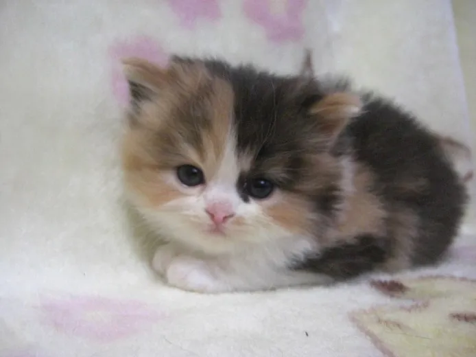 ID：1202-00029の子猫