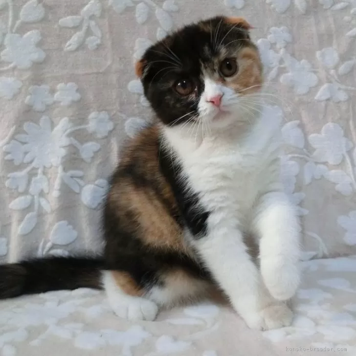 ID：2404-00806の子猫