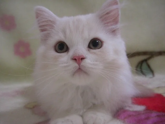 ID：1206-00027の子猫