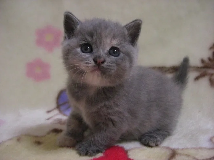 ID：1207-00094の子猫