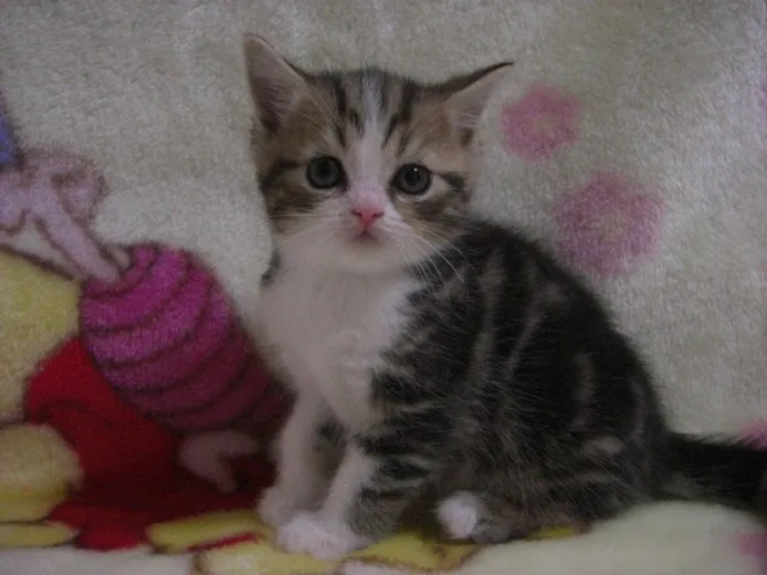 ID：1210-00121の子猫