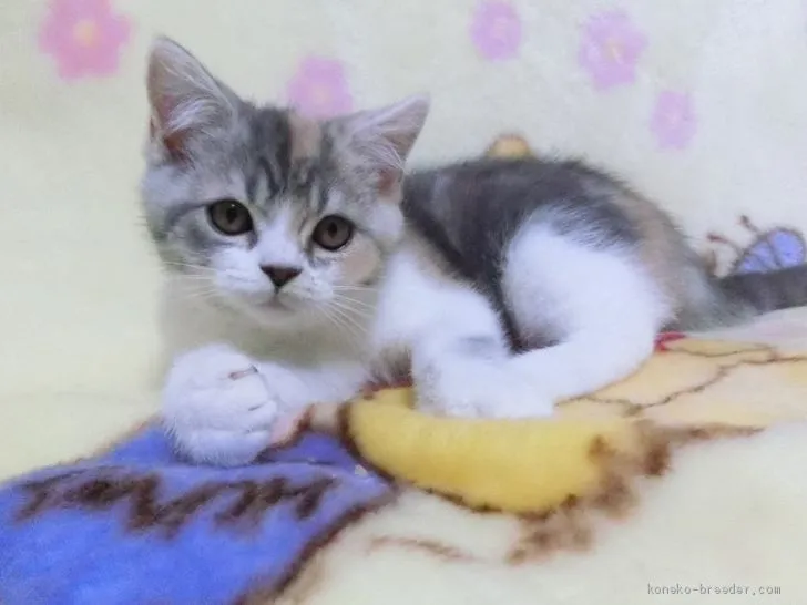 ID:2012-00547の子猫