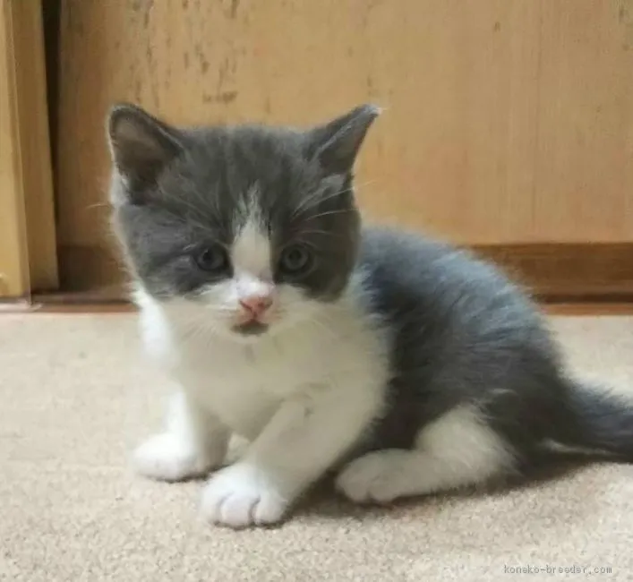 ID：1907-01009の子猫