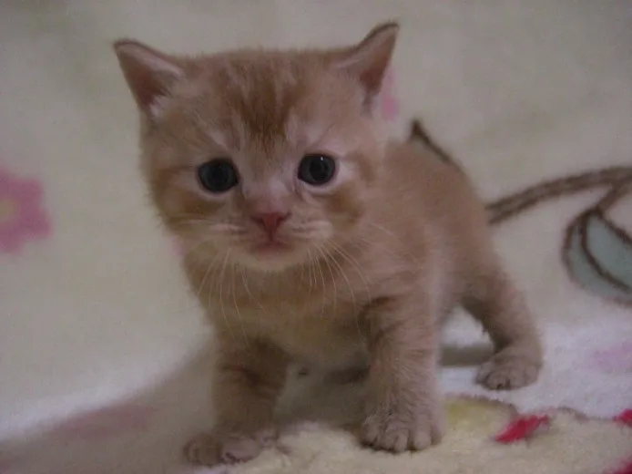 ID：1207-00098の子猫