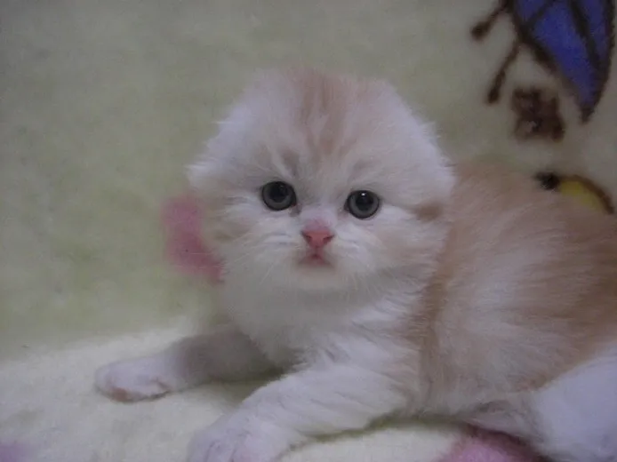 ID:1112-00016の子猫