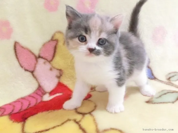ID：1808-01291の子猫