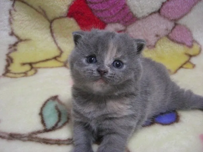 浦山 様のお迎えした子猫