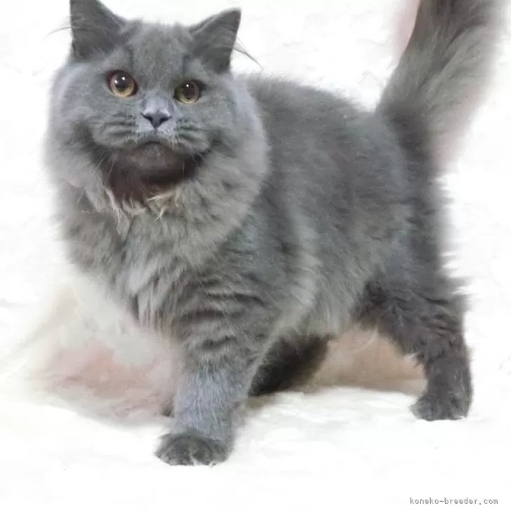 ID：2406-01522の子猫