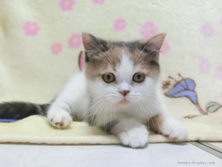 ID：2004-01335の子猫