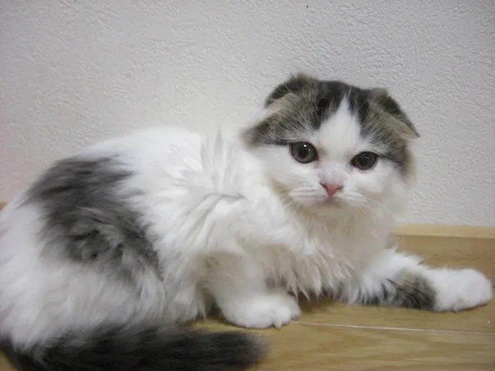 さわちゃん 様のお迎えした子猫