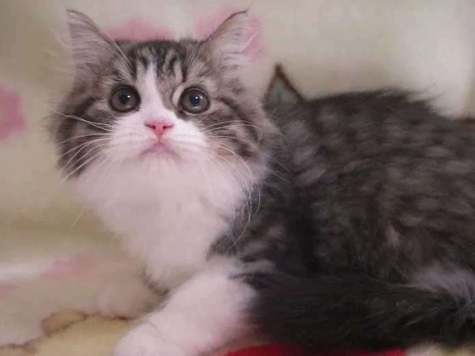 ID：1208-00078の子猫