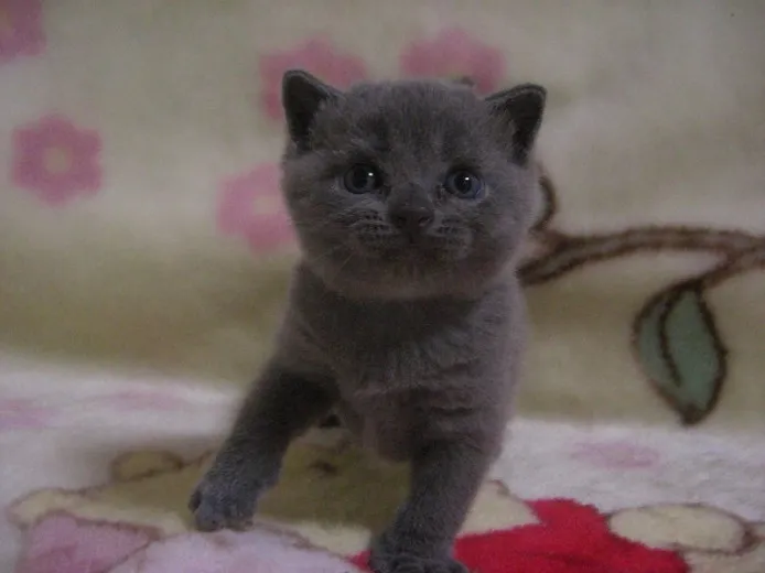 ID：1208-00139の子猫