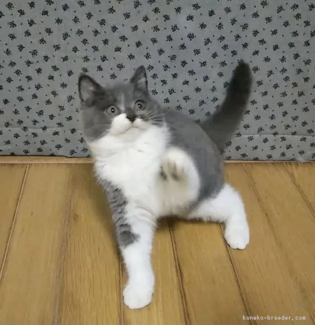 ID：1711-00999の子猫