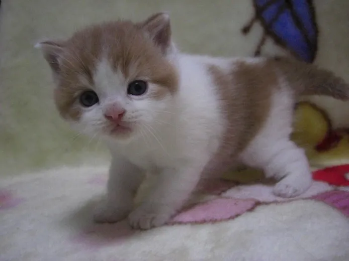 ID:1112-00008の子猫