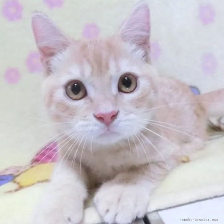 ID:2306-02459の子猫