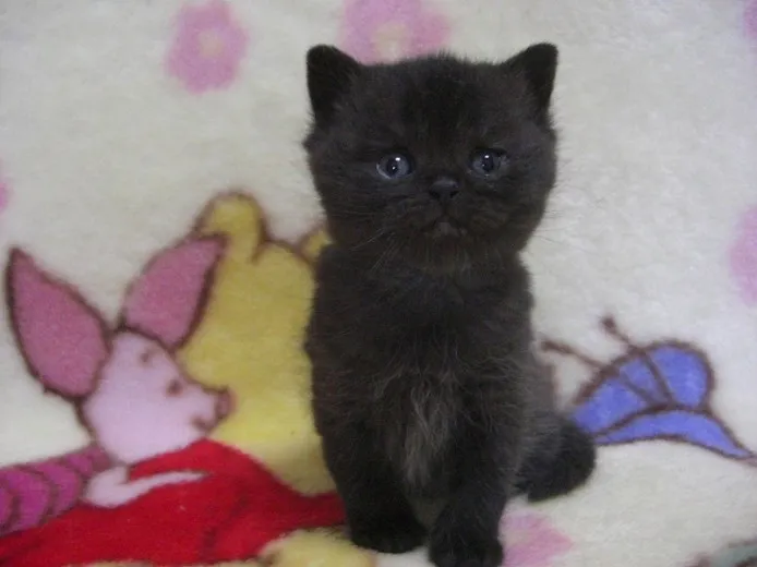 ID：1301-00036の子猫