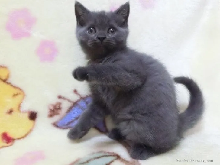 ID:2001-00399の子猫