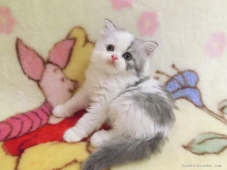 ID：1706-00641の子猫