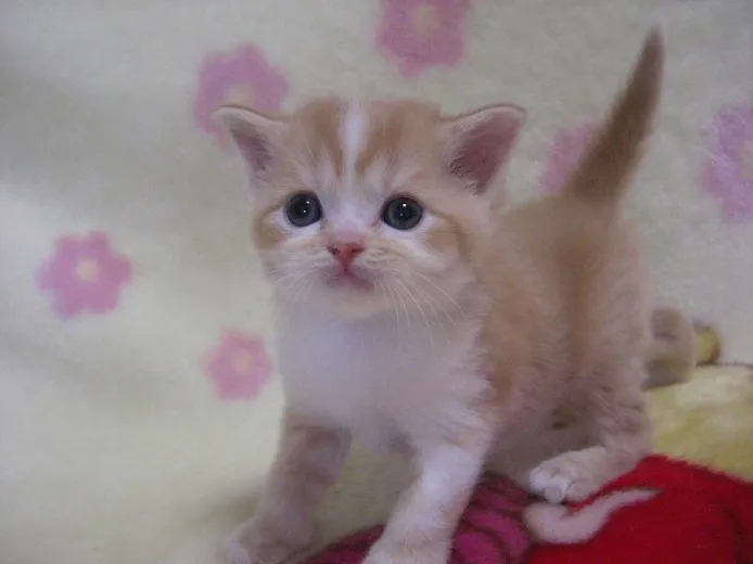 ID：1306-00112の子猫