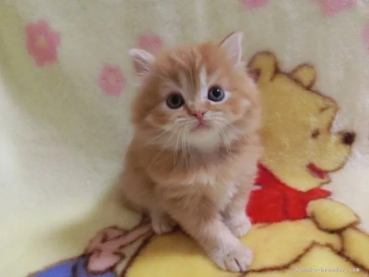 ID：1611-00861の子猫