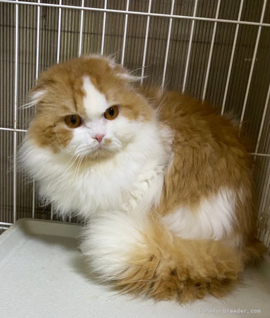 スコティッシュフォールド【・男の子・2024年12月10日・レッドタビー&amp;ホワイト】