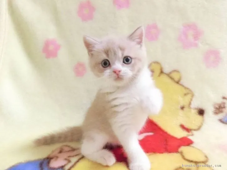 ID：1706-00635の子猫