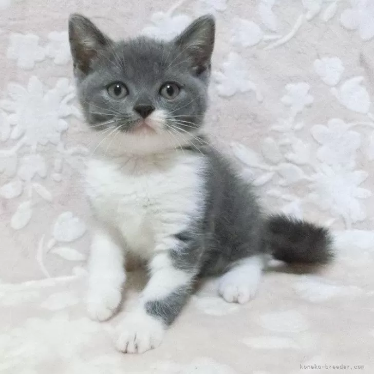 マルコ 様のお迎えした子猫