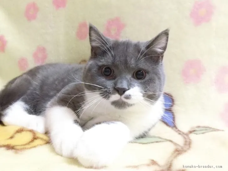 ID：1810-00371の子猫