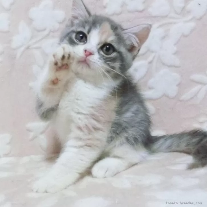 ID:2410-00844の子猫