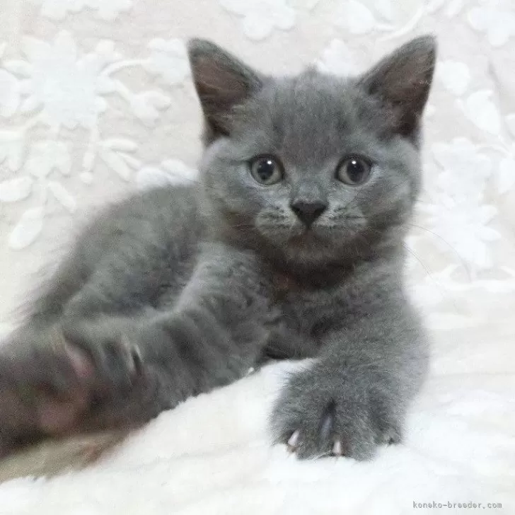 ID:2406-02165の子猫