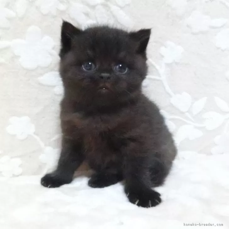 ID:2412-00259の子猫