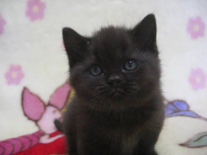 ID：1305-00134の子猫