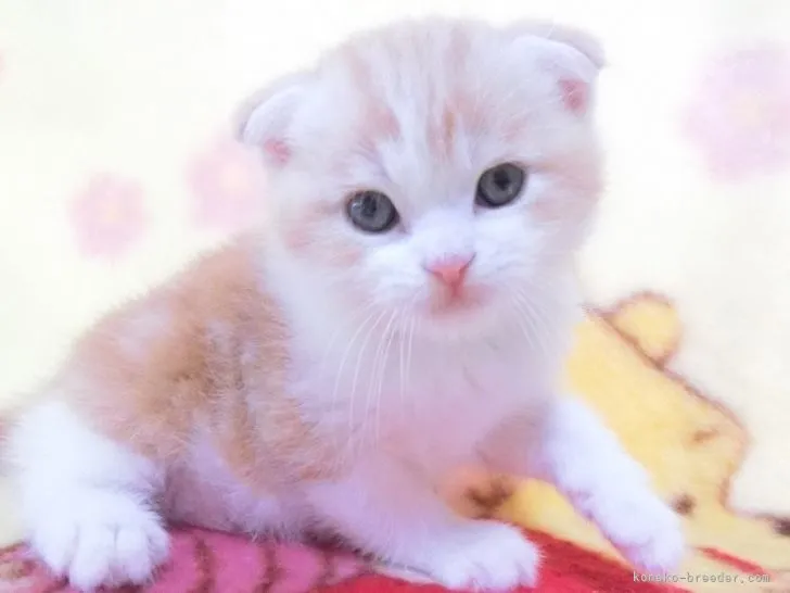 ID：2106-00770の子猫