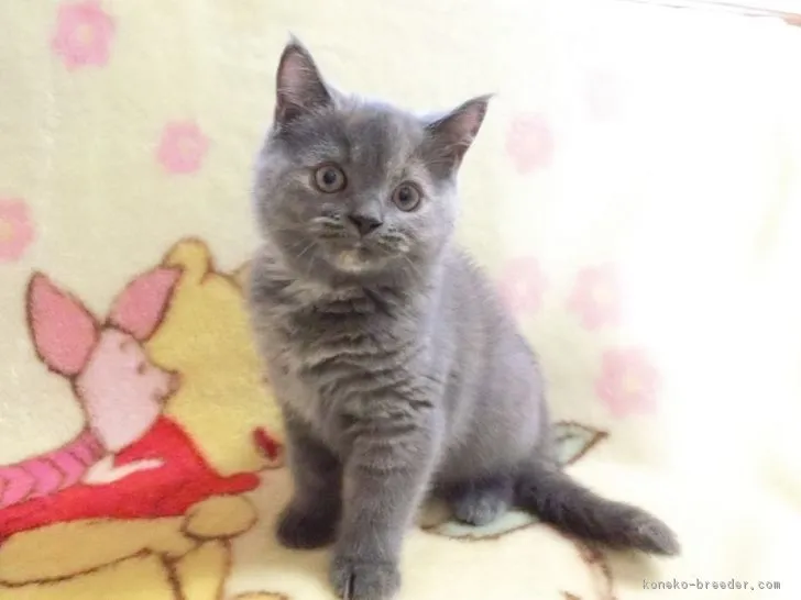 ID:1810-00367の子猫