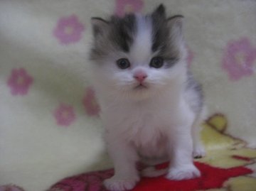 スコティッシュフォールド【鹿児島県・男の子・2013年1月15日・ブラウンタビー&ホワイト】の写真「」