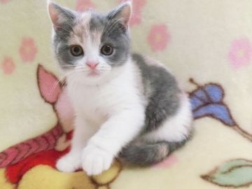 ブリティッシュショートヘア【鹿児島県・女の子・2017年11月20日・ダイリュートキャリコ】の写真「ダイリュトキャリコの女の子 まん丸で可愛い子です」