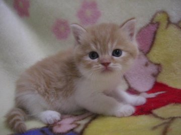 スコティッシュフォールド【鹿児島県・男の子・2013年5月29日・レッドタビー&ホワイト】の写真「」