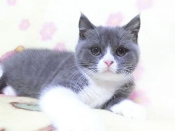 ブリティッシュショートヘア【鹿児島県・女の子・2020年9月11日・ブルーホワイト】の写真「まん丸で可愛い子です😊」