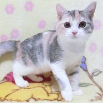 スコティッシュフォールド(立ち耳)【鹿児島県・女の子・2023年4月6日・シルバーパッチドタビー】の写真「可愛い女の子😊」