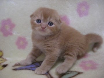 スコティッシュフォールド【鹿児島県・女の子・2013年5月6日・レッドタビー】の写真「」