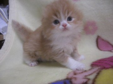 スコティッシュフォールド【鹿児島県・男の子・2013年1月15日・レッドタビー&ホワイト】の写真「」