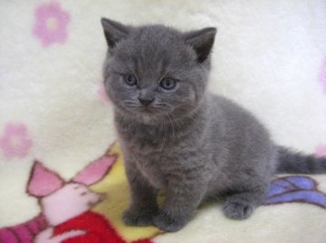 ブリティッシュショートヘア【鹿児島県・男の子・2013年5月2日・ブルー】の写真「」