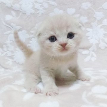 スコティッシュフォールド(折れ耳)【鹿児島県・男の子・2023年9月14日・クリームタビー】の写真「折れ耳の可愛い男の子😊❣️」