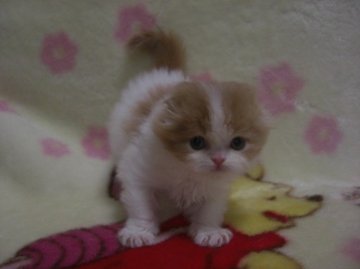 スコティッシュフォールド【鹿児島県・女の子・2013年3月20日・レッドタビー&ホワイト】の写真「」