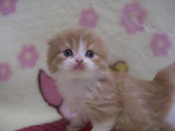 スコティッシュフォールド【鹿児島県・男の子・2012年12月6日・レッドタビー&ホワイト】の写真「」