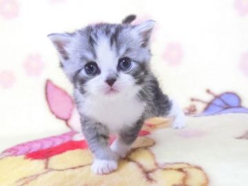 スコティッシュフォールド(立ち耳)【鹿児島県・男の子・2021年4月27日・シルバータビー&ホワイト】の写真「可愛い男の子です😊」