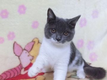 ブリティッシュショートヘア【鹿児島県・女の子・2019年5月25日・ブルーホワイト】の写真「カワウソ顔で可愛い((´∀｀))」