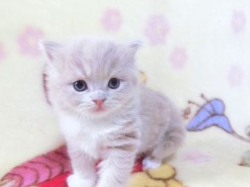 スコティッシュフォールド(立ち耳)【鹿児島県・男の子・2021年3月27日・クリームタビー&ホワイト（ロング）】の写真「可愛い男の子です😊」