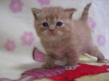 スコティッシュフォールド【鹿児島県・女の子・2012年11月16日・レッドタビー】の写真「」